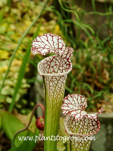 White Trumpet Pitcher Plant (Sarracenia leucophylla)